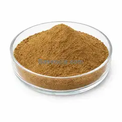 Sambucus Nigra Flowers Extrakt 10:1 Hauptproduktbild